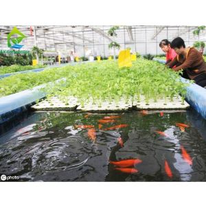 Buy cheap Tunnel Tomato Cooling System Multi Span Greenhouse Agriculture Commercial from wholesalers