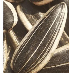 Buy cheap Bulk Inner Mongolia Raw Material Large Type 363/361 Organic Sunflower Seeds Cheap Price from wholesalers