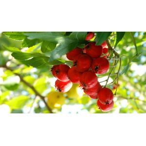 Buy cheap Chinese new harvest Hawthorn Fruit Extract,Hawthorn Extract,Hawthorn Berry Extract from wholesalers