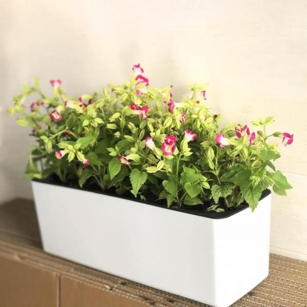 Rectangle Plastic Cuboid Self Watering Houseplant Pots White Or Blue