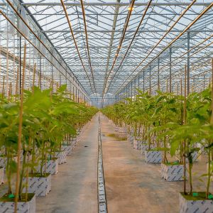 8mm Float Glass Venlo Glass Greenhouse Hydroponic System Double Layer