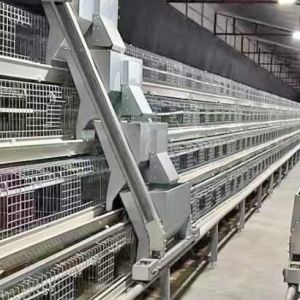 Buy cheap Poultry Farm Layer Chickens Battery Cages Automatic Layer Poultry Cage With Feeder And Drinker from wholesalers