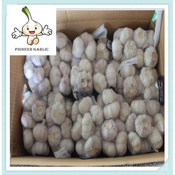 Quality pure white garlic for exporting, fresh normal white garlic 2016 Fresh Garlic for sale