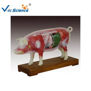 66x64x35cm Animal Acupuncture Model