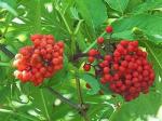 Buy cheap Elderberry Pure Extract 10:1; 20:1, antioxidant, anti-aging ingredient, supplement material, Shaanxi Yongyuan Bio-Tech from wholesalers