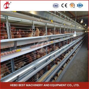 Buy cheap Layer Ventilation Battery Cage System And Chicken Cage With Conveyor Belt Combination Ada from wholesalers