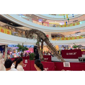 Weather Resistant Simulation Dinosaur Fossil Model For Museum Exhibition