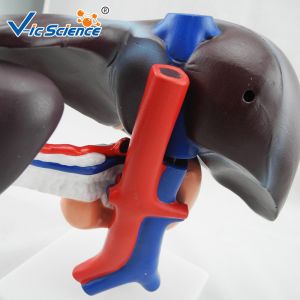 Liver Pancreas And Duodenum Human Anatomical Model Medical Science Model
