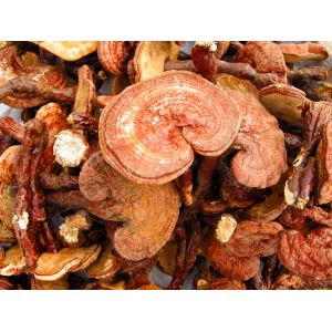 Buy cheap high quality Ganoderma lucidum Extract/ Reishi Extract/Reishi Mushroom Extract from wholesalers