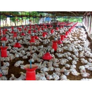 Automatic Feeding Chicken Nipple Drinker System Ground Breeding