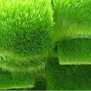 Multi-Functional Container Forage for Double Layer Flower/Vegetable/Seed