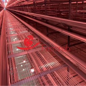 Buy cheap Consumer-Friendly Layer Chicken Cage System Highly Effective Manure Clearance from wholesalers