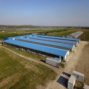 Poultry Farm Chicken House Light Prefabricated Steel Structure Building