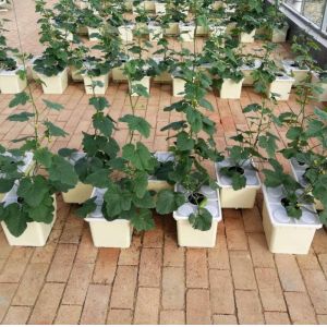 Pp Soilless Hydroponic System Medium 30x25x23cm Beige Dutch Bucket Growing