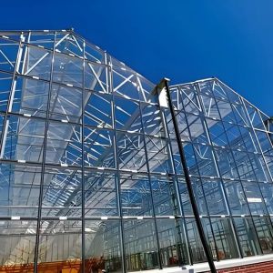 Buy cheap Automated Venlo - type glass greenhouse with wet - curtain fan cooling system and carbon dioxide supplementation system from wholesalers