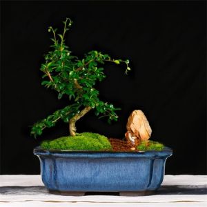 Buy cheap Manual Glazed Bonsai 24cmx19cmx8cm Ceramic Indoor Pots product