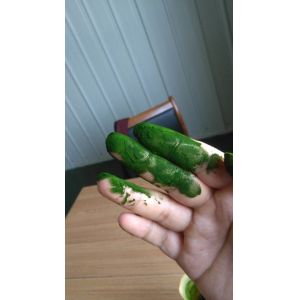 Buy cheap High quality Organic  Heterotrophic Chlorella powder from wholesalers