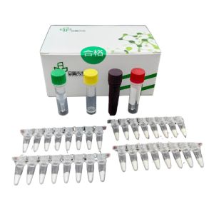 Buy cheap High Sensitivity Listeria Monocytogenes Test Kit With D-Loop Region And Real Time Monitoring from wholesalers