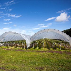 Buy cheap Strawberry High Tunnel Greenhouse Hydroponic Rain Shelter Greenhouse from wholesalers