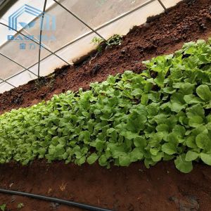 Single-span PE Covered Tunnel Plastic Greenhouse For Strawberry Grape Raspberry