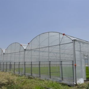 Buy cheap Polyethylene Plastic Film Multi Span Greenhouse With Automatic Water Irrigation from wholesalers