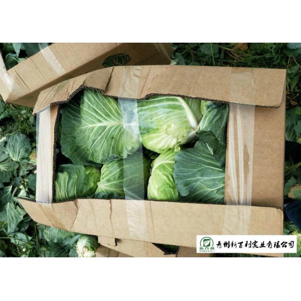 Buy cheap Natural Hue All Season Cabbage 2.5 Kg / Per Helps Improve Digestion from wholesalers