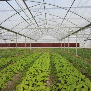 Tropical Plastic Film Multi-Span Poly Tunnel Greenhouse With Enhanced Cooling