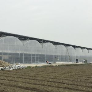 Buy cheap Inner Shading System Side Ventilation Multi Span Greenhouse Automatic Control from wholesalers