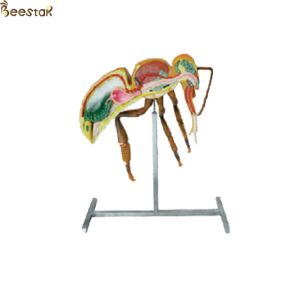 Buy cheap Apiculture Tools Beekeeping Equipment 60cm 110cm Height bee anatomy model from wholesalers