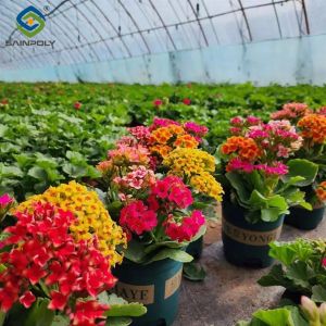 Buy cheap Rectangular Large Commercial Greenhouse Multispan Agricultural Greenhouse from wholesalers