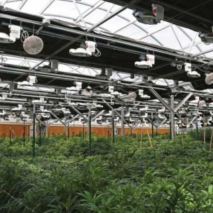 Buy cheap Auto Blackout Custom Fully Light Deprivation Agricultural Mushroom Greenhouse from wholesalers