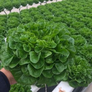 Buy cheap Vegetable Production Po Film Greenhouse with Shading System and 30 Days Return refunds from wholesalers