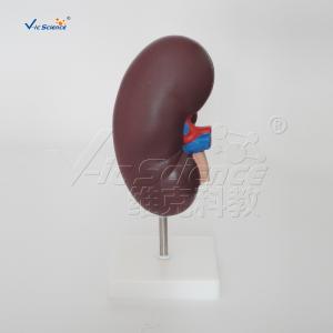 Buy cheap Medical Science Human Body Anatomy Model Human Kidney Model 20x10x7CM from wholesalers