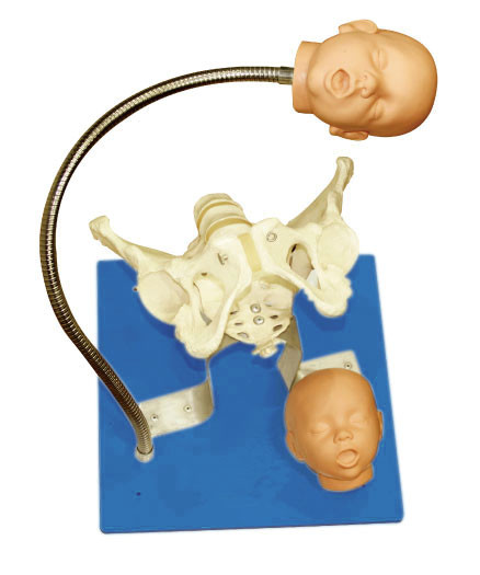 Buy cheap CE approval Gynecologic Simulator pelvis with fetus heads for education tool from wholesalers