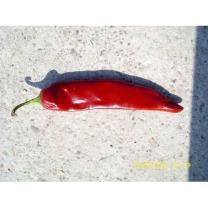 Buy cheap 15000shu Dried Guajillo Chili Red Jinta Chilli Premium Taste from wholesalers