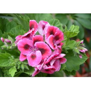 Buy cheap Pelargonium Extract 10:1  used for coametics  high quality from wholesalers