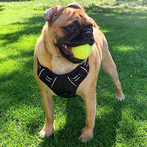 Buy cheap Air Padded Mesh Nylon Dog Harness With Sturdy Top Handle from wholesalers