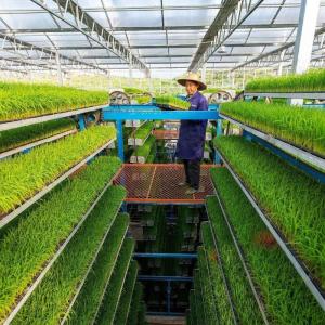 Buy cheap Continuous Heating Arched Roof Greenhouse for Vegetable and Cucumber Exhibition Hall from wholesalers