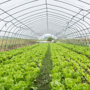 Buy cheap Customized Agricultural Tunnel Greenhouse With PE Film Covering from wholesalers