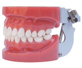 Buy cheap Standard Oral Dental tooth teaching model----A1 from wholesalers