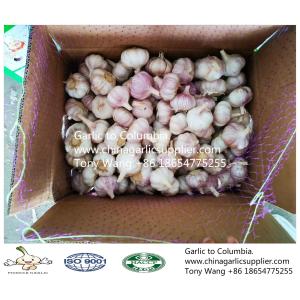 Buy cheap 2019 China garlic to Columbia. new crop with good price. from wholesalers