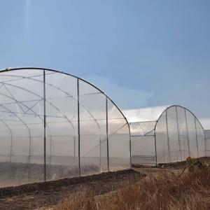 6x15m Tunnel Greenhouse For Flower And Vegetable Farming Projects