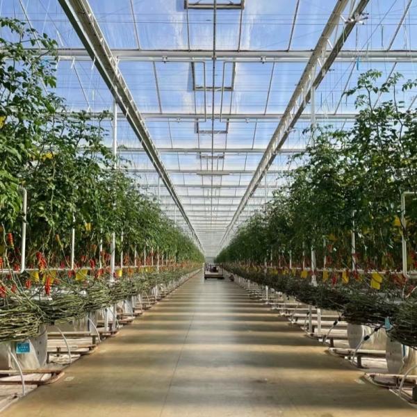 Venlo Tempered Glass Greenhouse with Hydroponics Growing System