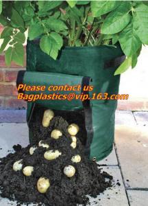 Buy cheap vegetables, fruits, seeds, bedding plants, tomatoes, peppers, cucumbers, tree starters, potato bag, Hydroponics Garden product