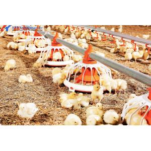 Buy cheap Convenient Assembly Automatic Chicken Feeder System , Broiler  Chicken Drinking System from wholesalers