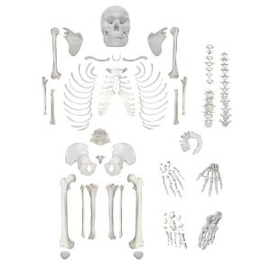 Buy cheap Scientific Life Size Disarticulated 180cm Human Skeleton Model from wholesalers