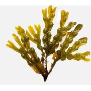 Buy cheap Fucus Extract, Phyllanthus emblica Extract, Wild Mango Extract, HIGH QUALITY WEIHT LOSS from wholesalers