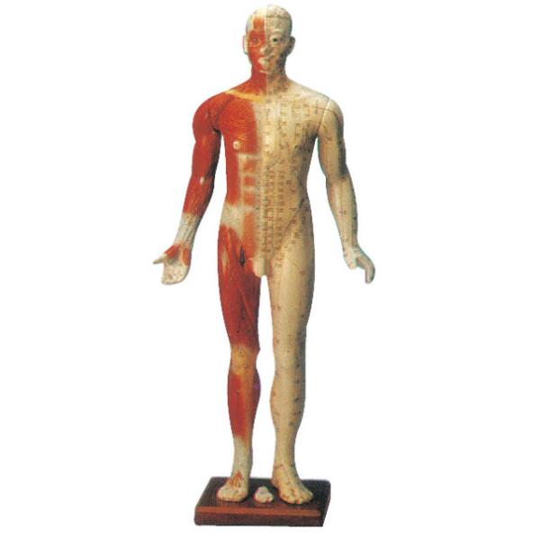 Buy cheap Male Training Manikin Acupuncture Point Model mannequin with Fourteen Channel from wholesalers