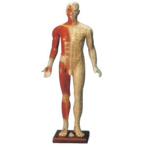 Buy cheap Male Training Manikin Acupuncture Point Model mannequin with Fourteen Channel from wholesalers