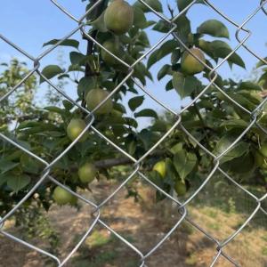 Buy cheap Heavy Duty Farm and Galvanized KIMMU Factory Supply Diamond Wire Game Fence 6ft Chain Link Fence from wholesalers